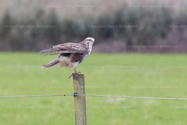 201765 | Tierfotografie, Tierkalender, Tierbilder, Insekten, Spinnen, Vögel, Schmetterling, Libellen, Leinwand, Colorkey, Qualität, Geschenkartikel, Geschenk - Realisiert mit Pictrs.com