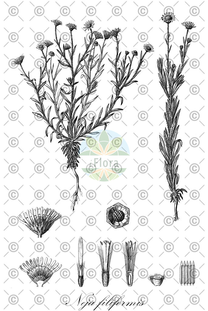 HistAbb_wfo-0000379839_1_ENZY_Simple | Historische Abbildung von Neja filiformis - Asteraceae | Historical Illustration of Neja filiformis - Asteraceae
