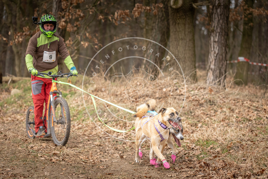 Pfotenfotografie_DV3A2347 | Hundefotografie, Tierfotograf, Pfotenfotografie, Fotoshooting Hund, Hunde Portrait, Hundesport, Hundeportraits, Heideshooting, Hunde, Sportfotograf, Hundefotograf, Turnierhundsport, THS,  - Realisiert mit Pictrs.com