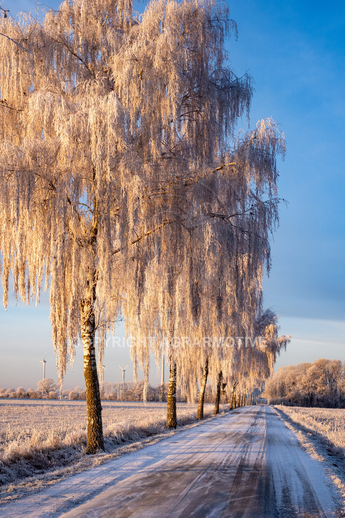 20221218-_DSF2462 | Schneebedeckte Landschaft bei eisiger Kälte - Realisiert mit Pictrs.com