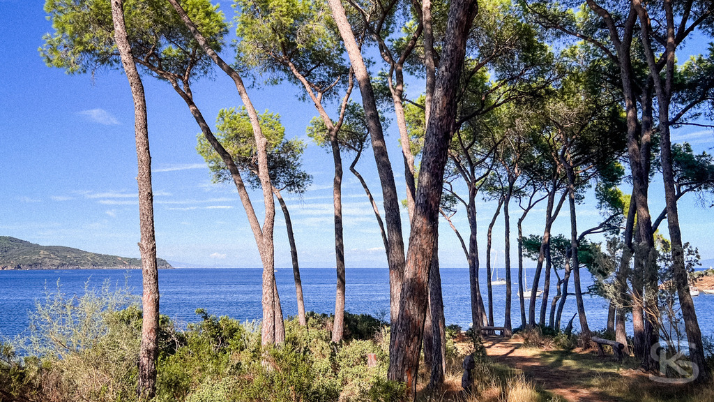 Mediterraner Küstentraum: Pinien mit Strandbar am Meer, Spiaggia di Istia, Elba – Wandbild | Mediterrane Pinien am Ufer der Spiaggia Si Istia auf Elba, mit Blick auf das türkisblaue Meer, Küstenlandschaft und Boote im Hintergrund - Realisiert mit Pictrs.com