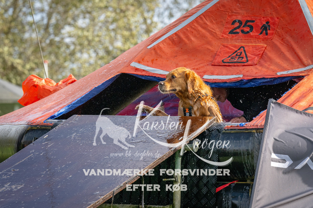 1212-92774 | kk-dogfotos
