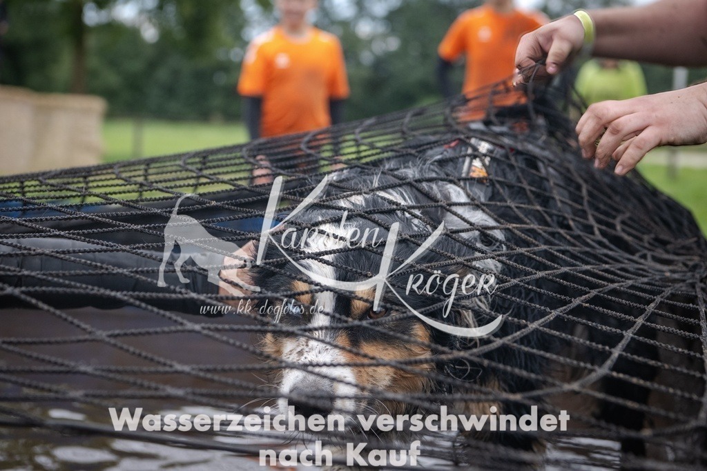 _ZZ93391 | kk-dogfotos