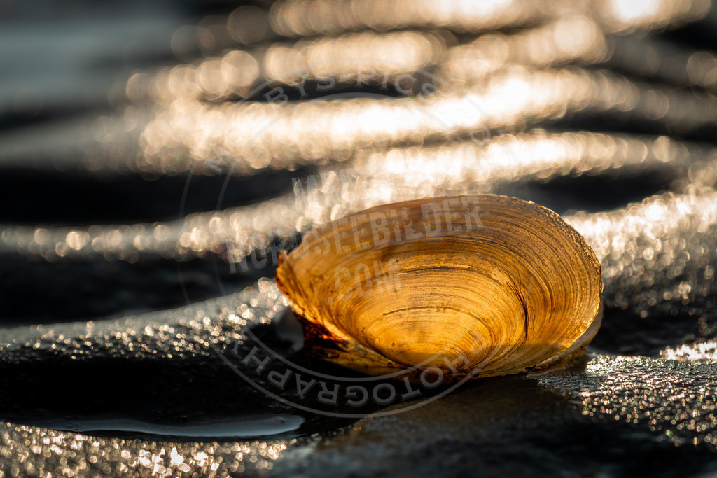 Muschelbokeh | Muschel in der Abendstimmung