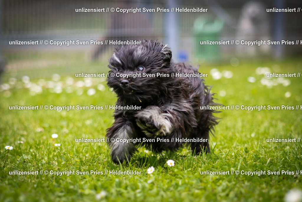 Sven Pries | 2025-05-29 - Pudelrennen KA-Durlach - Realisiert mit Pictrs.com