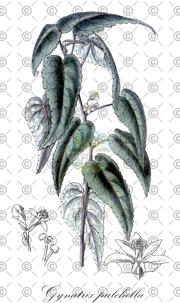 HistAbb_wfo-0000873721_2_ENZY_Simple | Historische Abbildung von Gynatrix pulchella - Malvaceae | Historical Illustration of Gynatrix pulchella - Malvaceae
