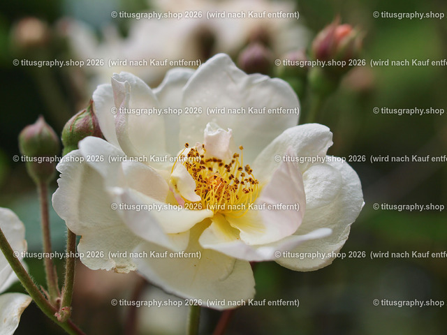 P6080233-titusgraphy-vz | Fotokunstarbeit aus der INSTAGRAM-Gallerie auf titusgraphy.eu - Realisiert mit Pictrs.com