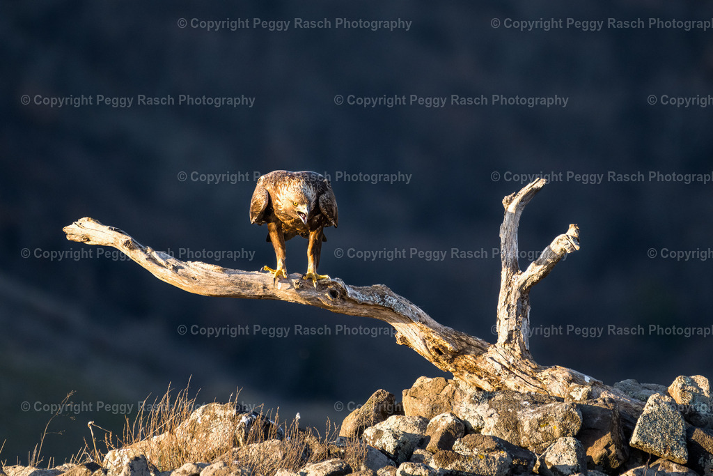 Steinadler (13) | PeggyRaschPhotography - Realisiert mit Pictrs.com