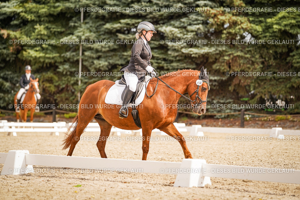 DSC01963 | Pferdegrafie