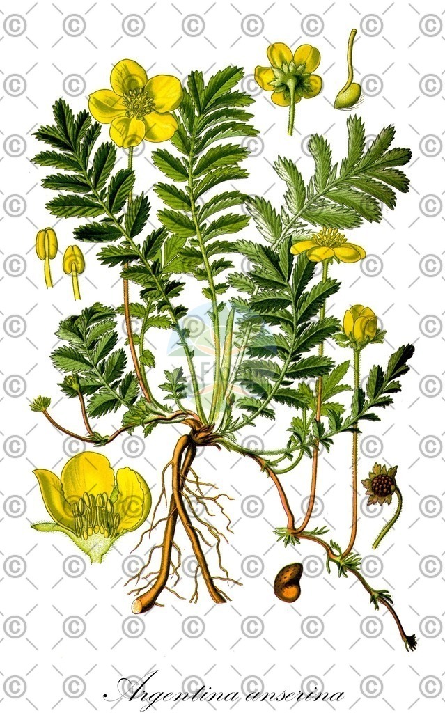 HistAbb_wfo-0000122327_1_ENZY_Simple | Historische Abbildung von Argentina anserina - Rosaceae (Gänse-Fingerkraut) | Historical Illustration of Argentina anserina - Rosaceae (silverweed;pacific silverweed;yukon silverweed)