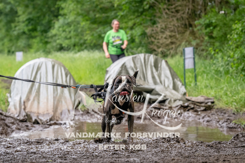 1526_ZZ93475 | kk-dogfotos