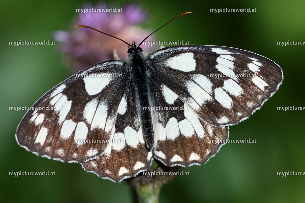 Melanargia galathea-017 | Das Bilderarchiv über Tiere, Planzen und Landschaften. In der Bilddatenbank finden Sie ein große Auswahl an hochwertigen Bilder für Ihre Werbung - Realisiert mit Pictrs.com