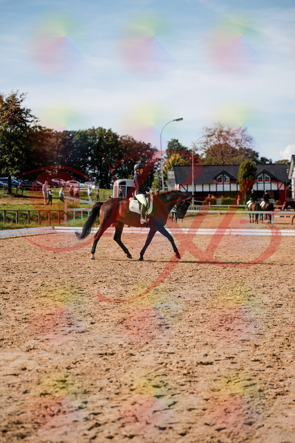 2026_10_03_Siefer-Hof_133509_Z63_94333657 | Professionelle Reitsport-, Turnier- und Eventfotografie von Robert Broda. Galerien mit ausgewählten und bearbeiteten Bildern direkt online ansehen und bestellen.