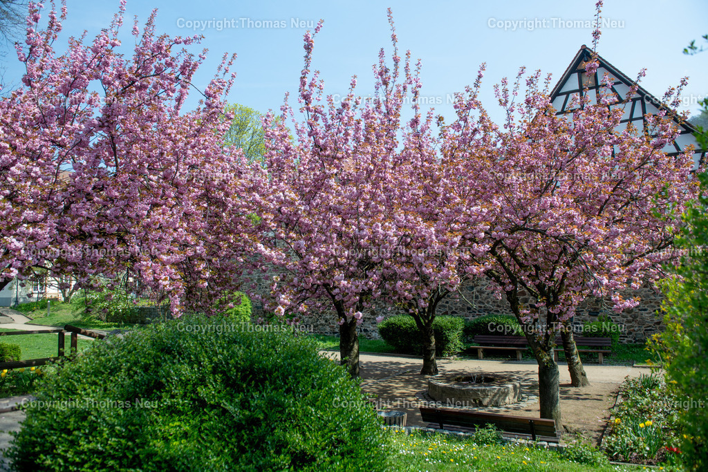 zwingenberg-stadtpark-bergstrasse-fruehling-altstadt-kirschbluete-hessen-Fotografie-Thomas-Neu-21 | Zwingenberg an der hessichen Bergstraße ist die älteste Stadt an der Bergstraße, mit einer wunderschönen Altstadt mit zahlreichen Fachwerkhäusern liegt unterhalb des Melibokus,hier im Frühling wenn im Stadtpark zahlreiche Bäume und Sträücher blühen und einen besondern Zauber ausüben,  Das Motiv vermittelt die ruhige, idyllische Atmosphäre der Region und ist ideal als Wandbild für Wohnräume, Büros oder Praxen geeignet. Bild: Thomas Neu