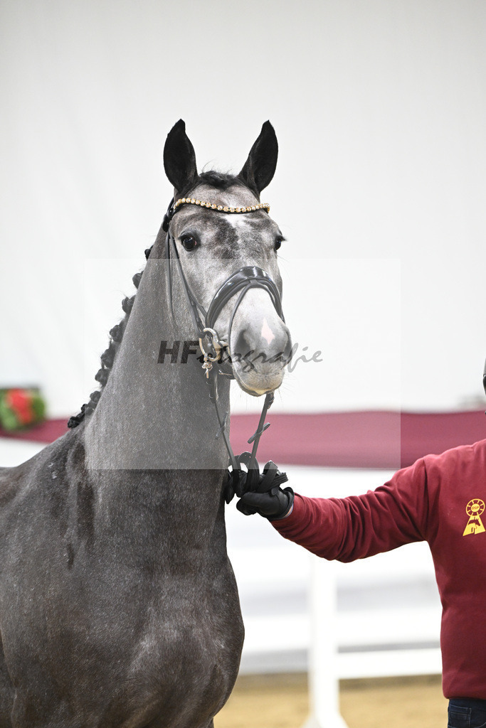 Kat-Nr. 72 Chacoon Blue x Contagio_Matthias Schlamminger GmbH_47252933 | hf-fotografie - Realisiert mit Pictrs.com