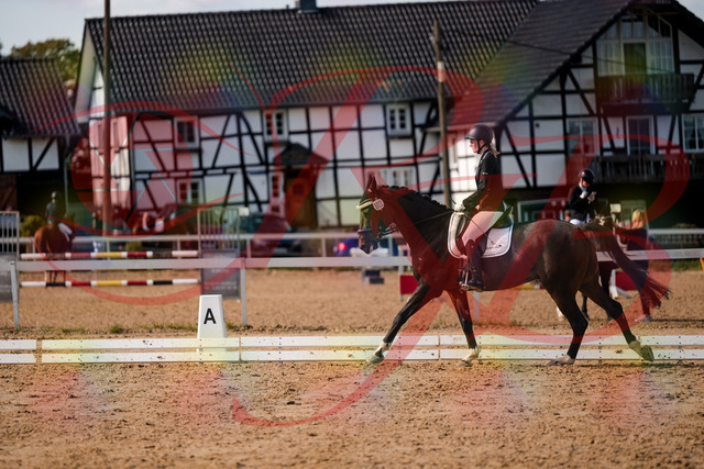 2026_10_03_Siefer-Hof_132356_Z63_86140870 | Professionelle Reitsport-, Turnier- und Eventfotografie von Robert Broda. Galerien mit ausgewählten und bearbeiteten Bildern direkt online ansehen und bestellen.