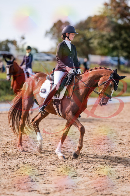 2026_10_03_Siefer-Hof_133105_Z81_84350576 | Professionelle Reitsport-, Turnier- und Eventfotografie von Robert Broda. Galerien mit ausgewählten und bearbeiteten Bildern direkt online ansehen und bestellen.