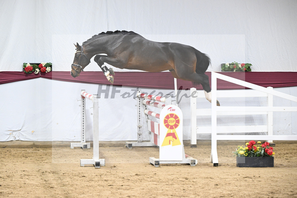 Kat-Nr. 100 Million Dollar x Diarado_ZG Schuster u. Schmid-Zemann_47253247 | hf-fotografie - Realisiert mit Pictrs.com