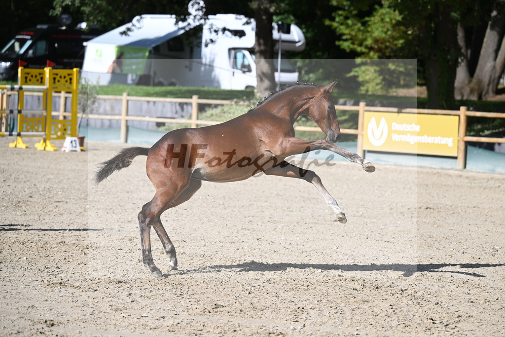 Fohlenauktion Next Chance_49220170 | hf-fotografie - Realisiert mit Pictrs.com