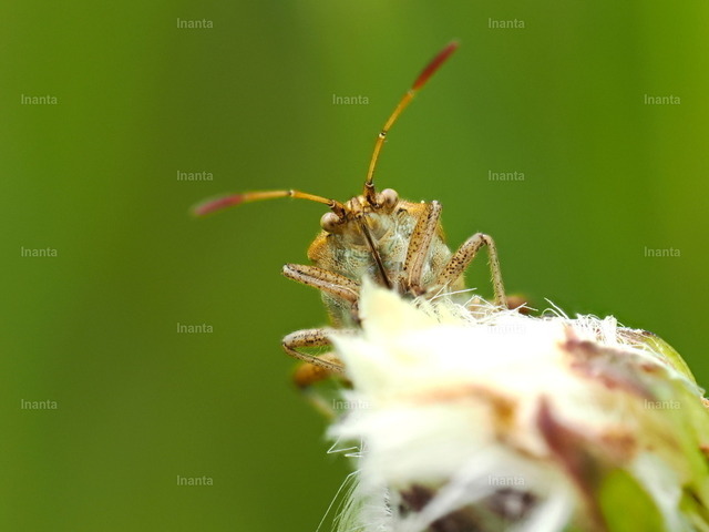 Braune Randwanze (Gonocerus acuteangulatus) | Inanta - Realisiert mit Pictrs.com