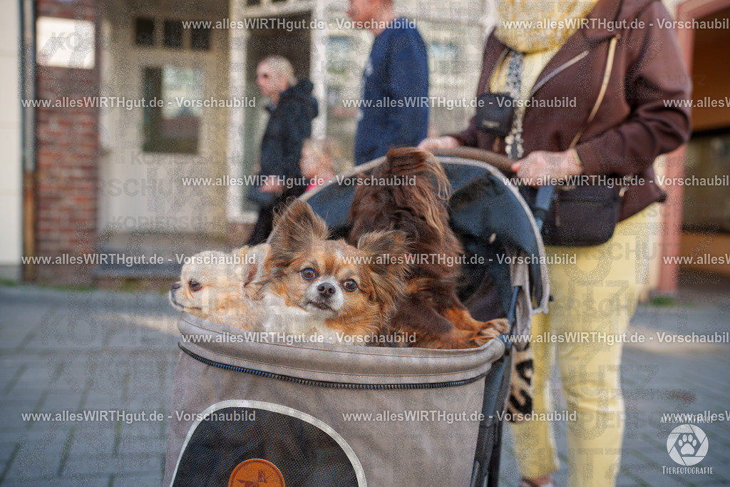 Pfötchenmarkt Nettetal-Lobberich 2026 - Nettetal-Tag - Daniel Wirth - www.allesWIRTHgut.de - @allesWIRTHgut_Tierfotografie 7R507819 | Professionelle Tierfotografie in Mönchengladbach von Daniel Wirth (allesWIRTHgut). Liebevolle & natürliche Bilder von Hunden & Katzen für unvergessliche Erinnerungen.