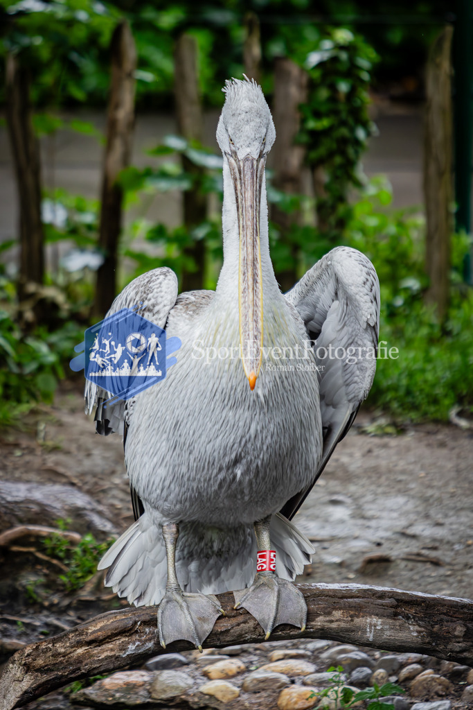 IMG_5766 | SportEventFotografie - Roman Stoiber