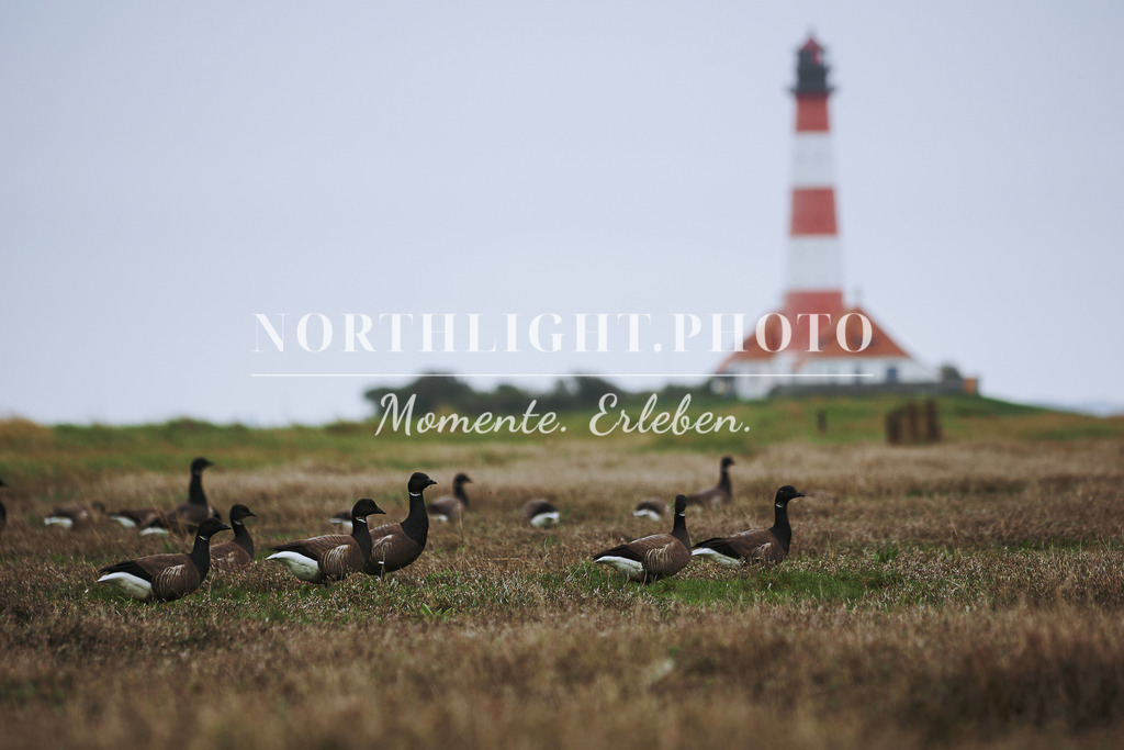 DSC07440 | Exklusive Landschaftsfotografien von der Ostsee, ganz Deutschland und dem Rest der Welt. Gedruckt auf hochwertigen Materialien. Die Welt an deiner Wand - jetzt im Northlight.Photo Shop bestellen. - Realisiert mit Pictrs.com