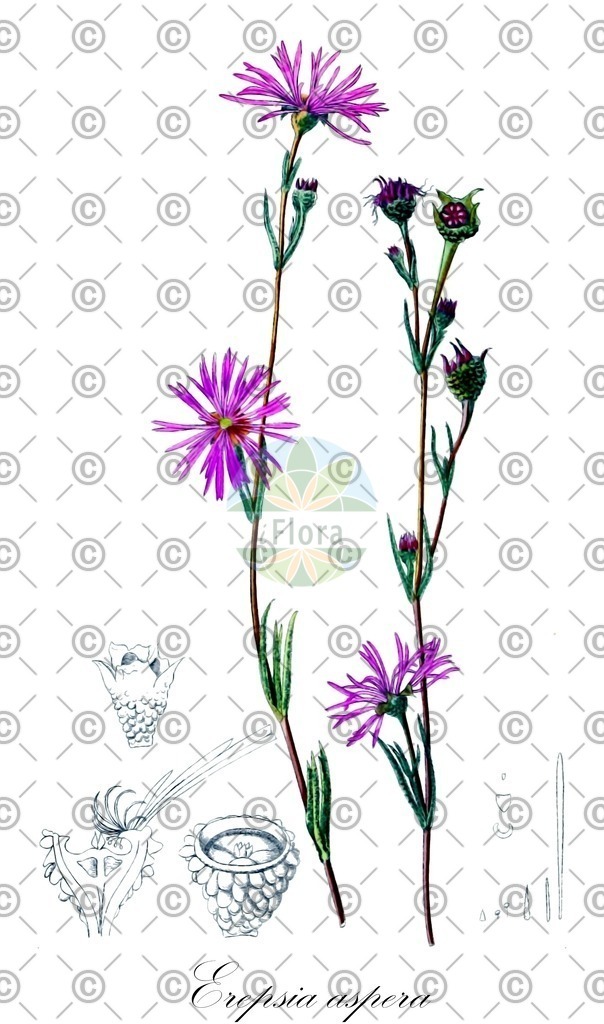 HistAbb_wfo-0000868802_1_ENZY_Simple | Historische Abbildung von Erepsia aspera - Aizoaceae | Historical Illustration of Erepsia aspera - Aizoaceae