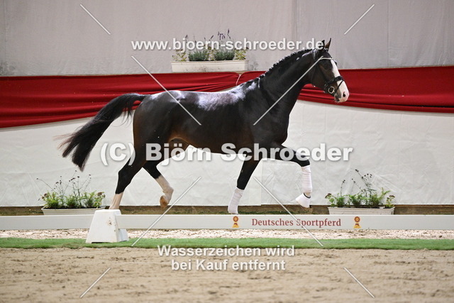 098a_Diamantenglanz - Sir Donnerhall I_960_0837 | Björn Schroeder Pferdefotografie