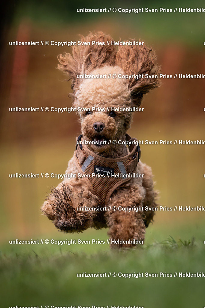 Sven Pries | 2024-04-21 - Hunderennen Baden-Oos
Foto: Sven Pries - Realisiert mit Pictrs.com