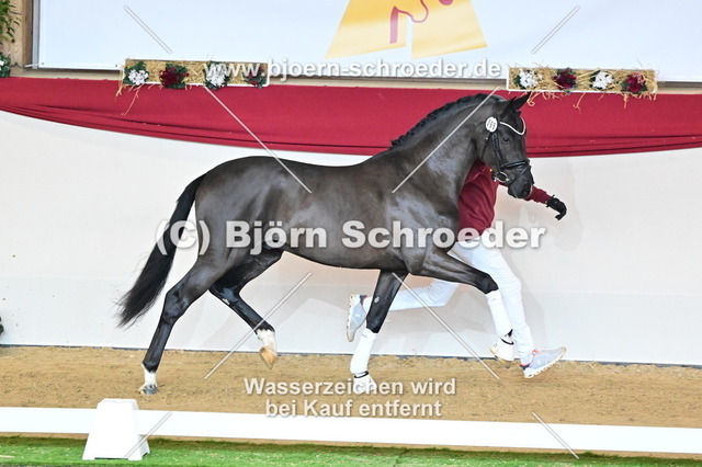 68_Secret - Dancier_787_4542 | Björn Schroeder Pferdefotografie