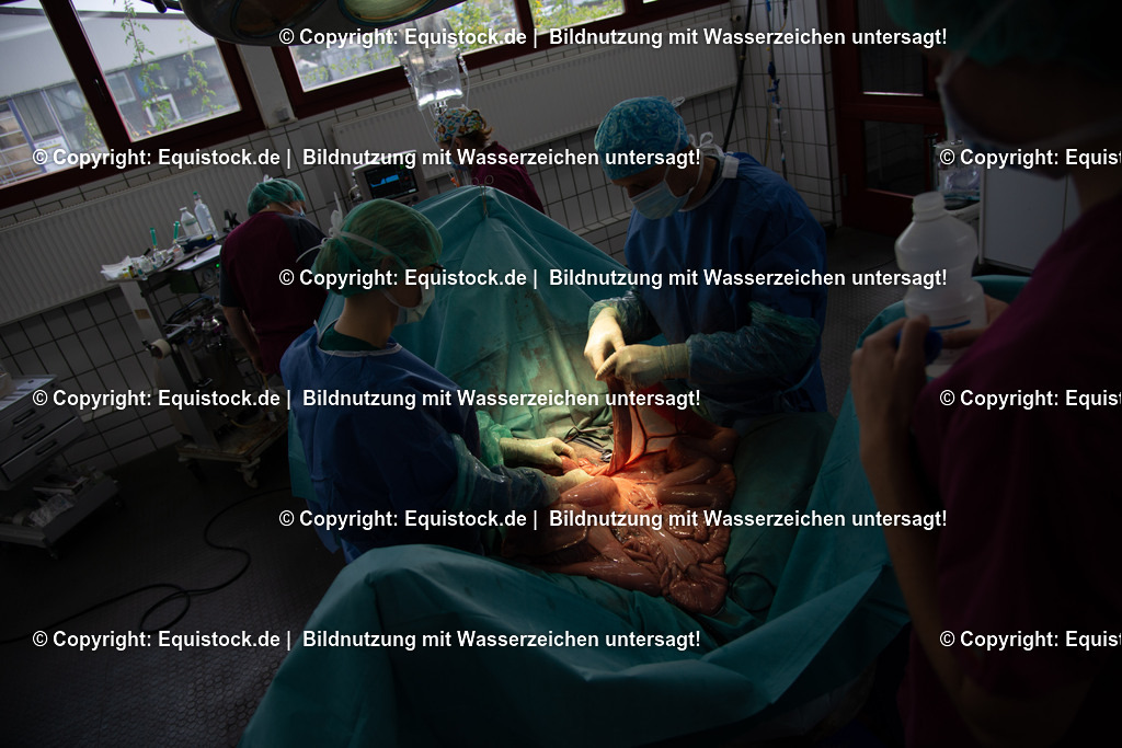 20191022_Kolik_OP_0095 | equistock