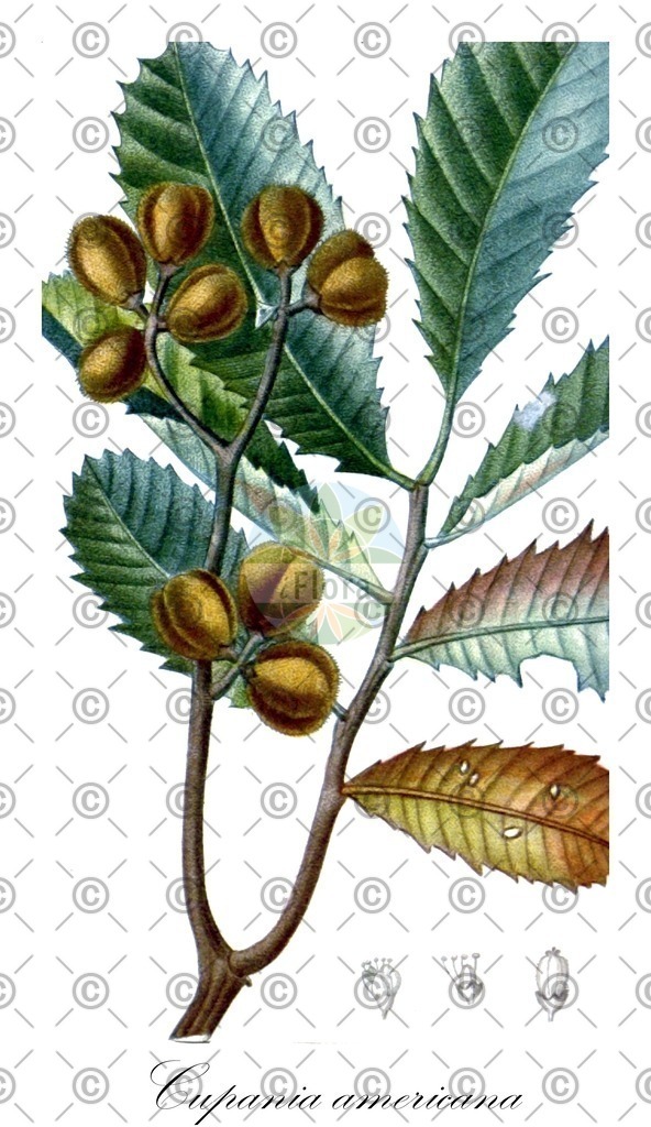 HistAbb_wfo-0000630163_1_ENZY_Simple | Historische Abbildung von Cupania americana - Sapindaceae | Historical Illustration of Cupania americana - Sapindaceae