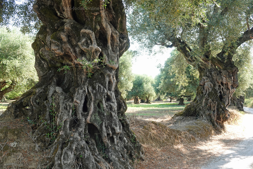 Stories of the Ancient Olive Trees | Ancient Olive Trees