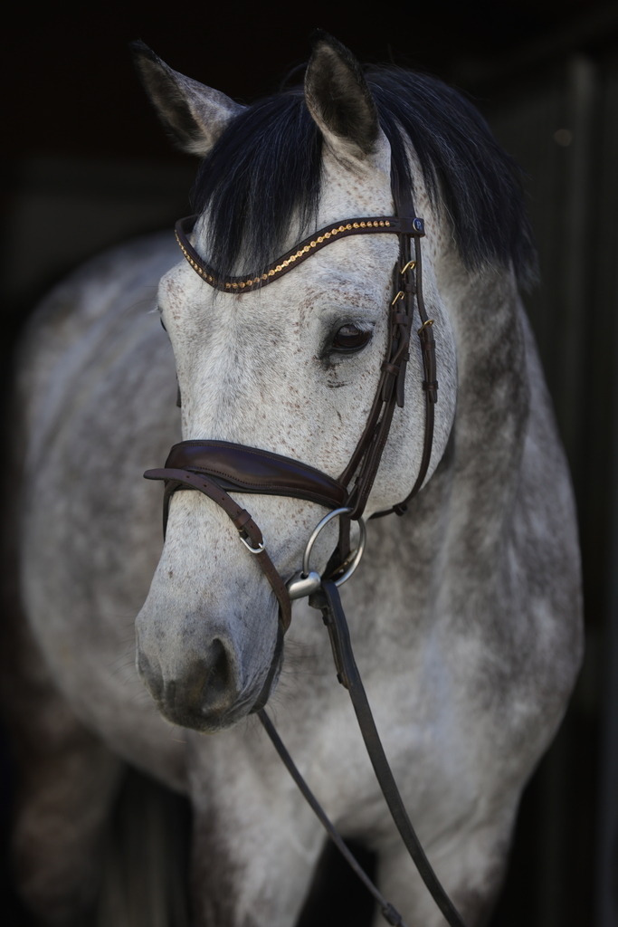 0P6A8962 | Willkommen bei Brunnmayr - Design & Fotografie – Ihrem Spezialisten für Reitturniere und Pferdeveranstaltungen in Oberösterreich, Salzburg und Bayern! Seit über 17 Jahren sind wir leidenschaftlich dabei.
