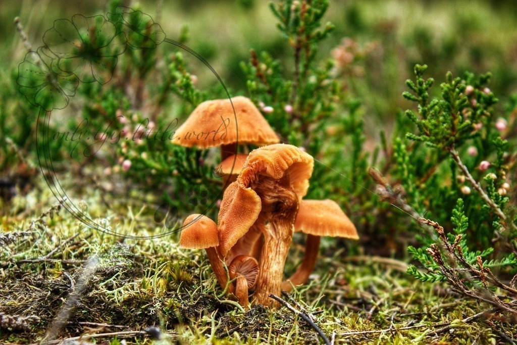 IMG_8303-01 | only.this.little.world - Realisiert mit Pictrs.com