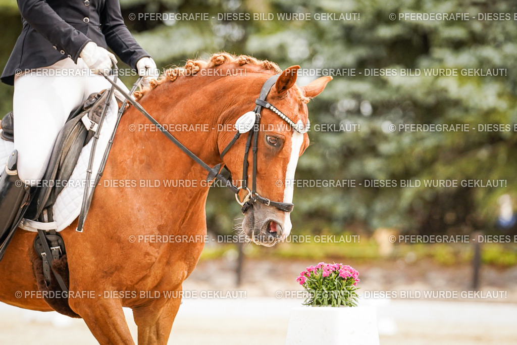 DSC02086 | Pferdegrafie