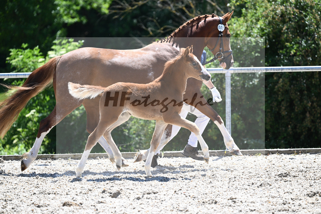 Kat-Nr. 1 SF FS Next Diamond_Kaus_16230646 | hf-fotografie - Realisiert mit Pictrs.com