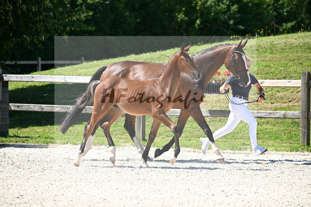 Kat-Nr. 14 Cullinan du Borget B x Vingino_HF_Kinnigkeit_24250382 | hf-fotografie - Realisiert mit Pictrs.com