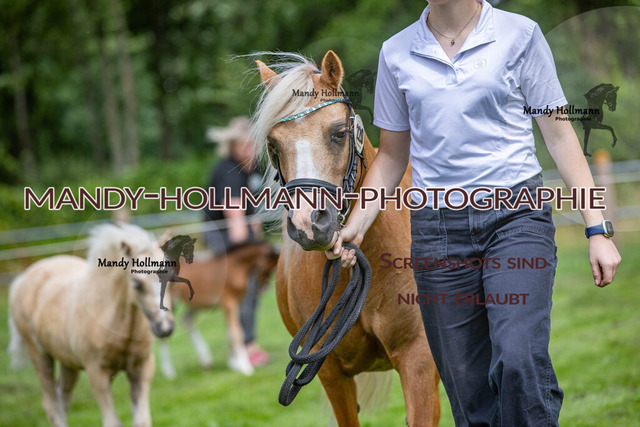 Fohlenschau 10.7 (1224) | mandyhollmannphotographie