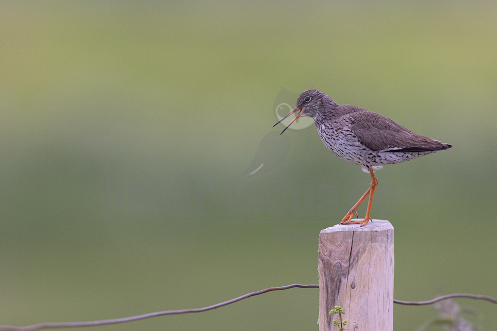 R5NF6131-20230521 | Der Rotschenkel ist eine Vogelart aus der Familie der Schnepfenvögel. Er ist ein Brutvogel über weite Bereiche Eurasiens. Zu seinem Lebensraum gehören die mediterrane bis boreale Zone, und er kommt in Asien auch in Steppen- und Wüstengebieten vor. - Realisiert mit Pictrs.com