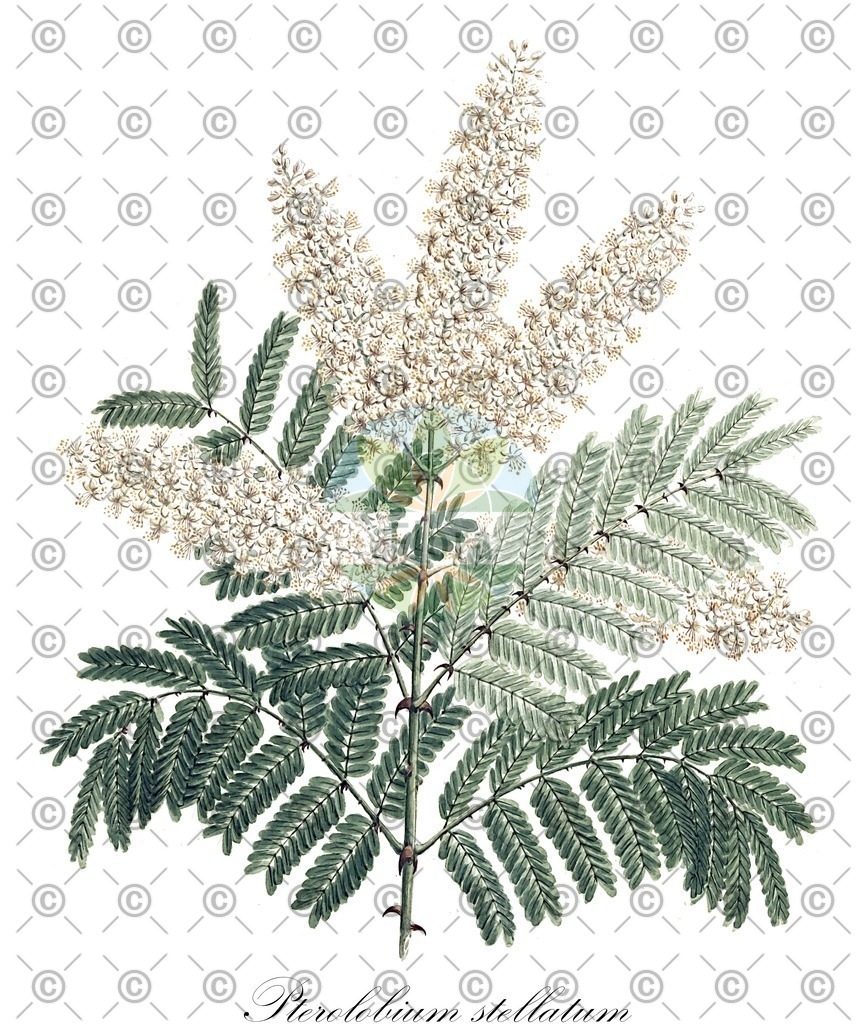 HistAbb_wfo-0000025449_1_ENZY_Simple | Historische Abbildung von Pterolobium stellatum - Fabaceae | Historical Illustration of Pterolobium stellatum - Fabaceae