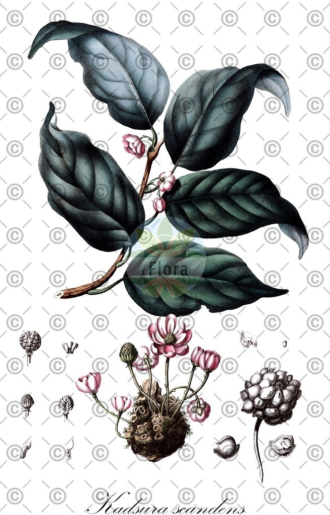 HistAbb_wfo-0000451956_1_ENZY_Simple | Historische Abbildung von Kadsura scandens - Schisandraceae | Historical Illustration of Kadsura scandens - Schisandraceae
