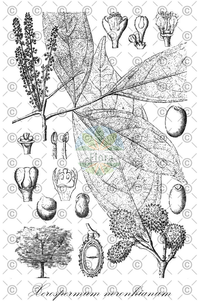HistAbb_wfo-0000608377_1_ENZY_Simple | Historische Abbildung von Xerospermum noronhianum - Sapindaceae | Historical Illustration of Xerospermum noronhianum - Sapindaceae