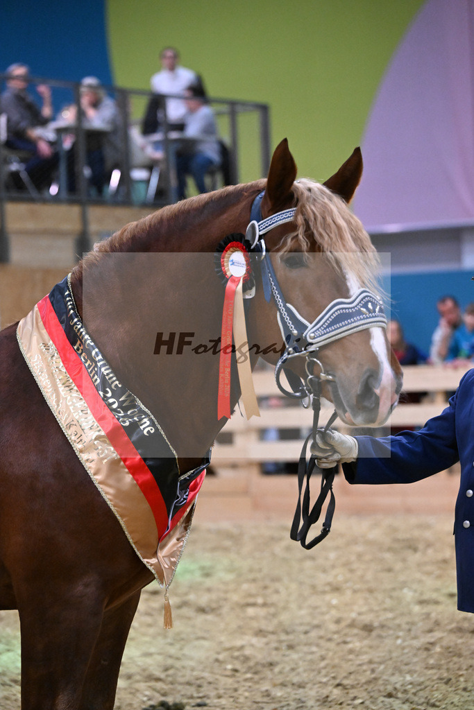Kat-Nr. 7 Rivaldo v. Rivero_HLG Schwaiganger_1260639 | hf-fotografie - Realisiert mit Pictrs.com