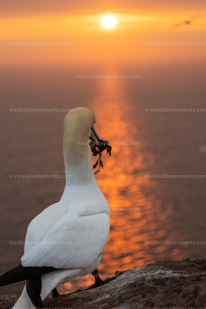 DSC_5786 | invaluablemoments.com - Realisiert mit Pictrs.com