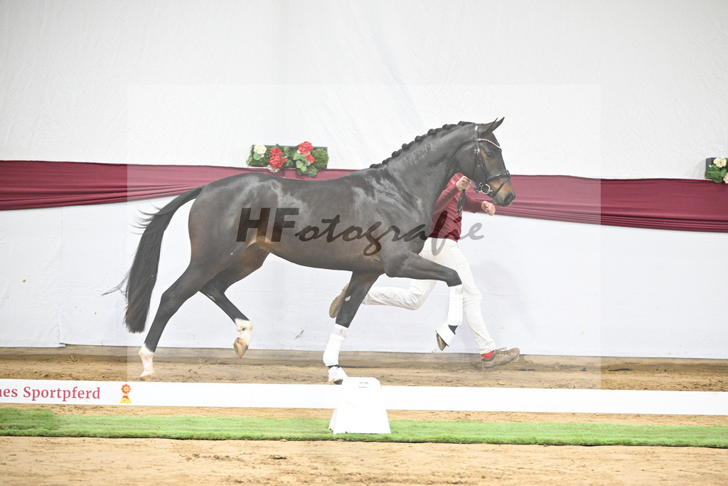 Kat-Nr. 14 Feliciano x Quaterback_Martina Breitner-Roetzer_47250259 | hf-fotografie - Realisiert mit Pictrs.com