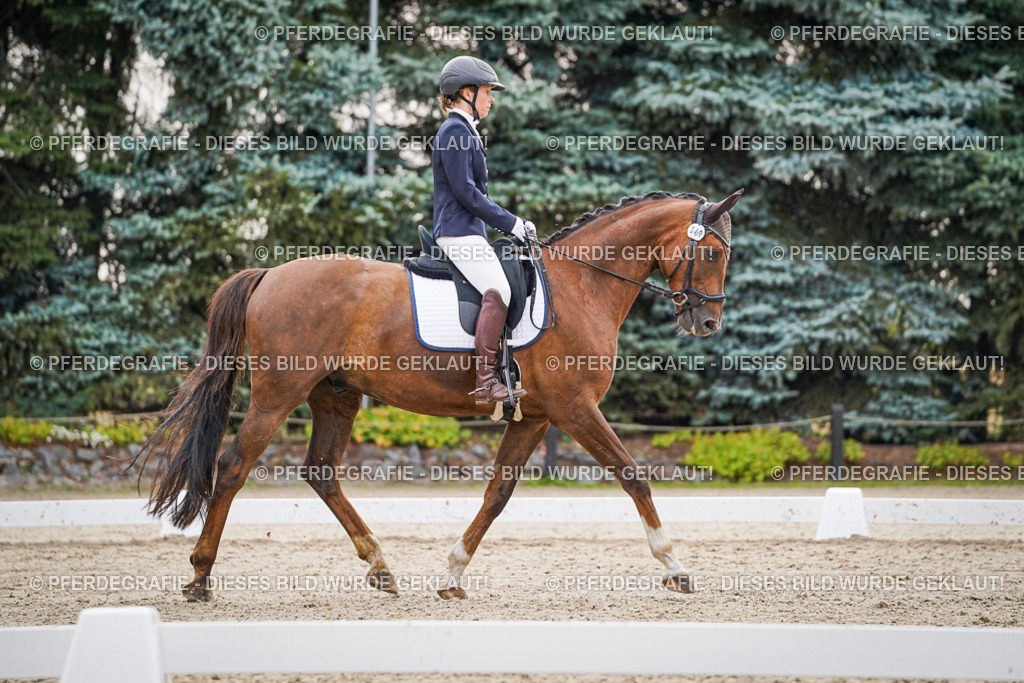 DSC00373 | Pferdegrafie