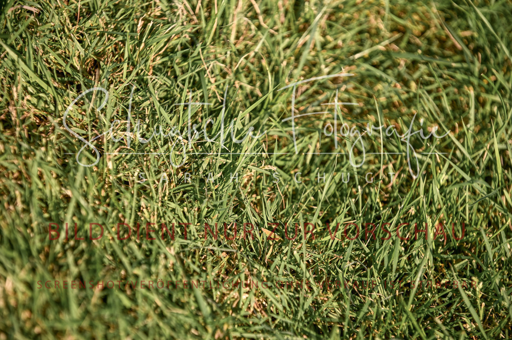 Schugtsche-Düren.2024-11.Mannsch.Springprf.A-119 | Schugtsche Fotografie - Realisiert mit Pictrs.com