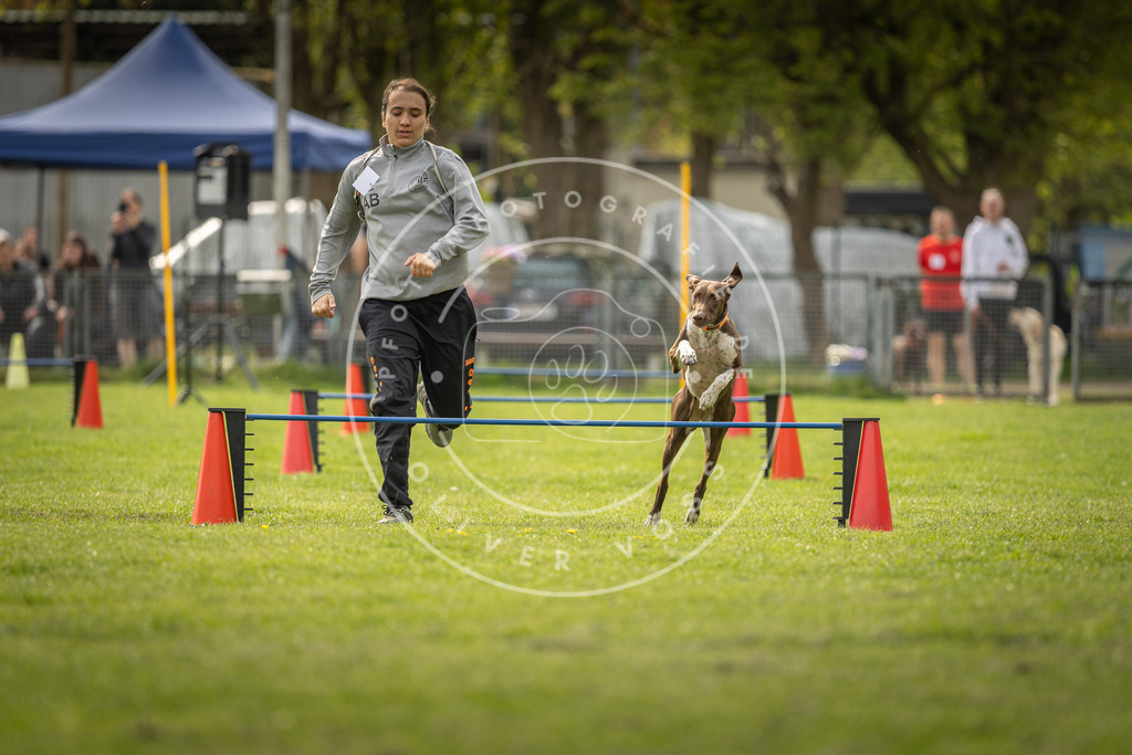 Pfotenfotografie_DV3A5876 | Hundefotografie, Tierfotograf, Pfotenfotografie, Fotoshooting Hund, Hunde Portrait, Hundesport, Hundeportraits, Heideshooting, Hunde, Sportfotograf, Hundefotograf, Turnierhundsport, THS,  - Realisiert mit Pictrs.com